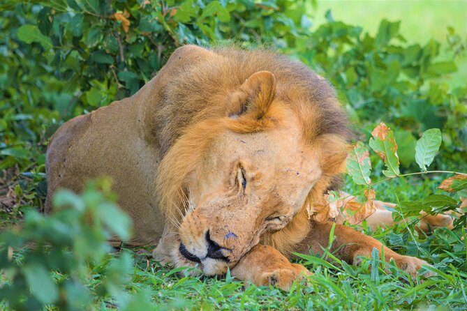 From Zanzibar: Selous Game Reserve Day Safari With Flights - Key Points