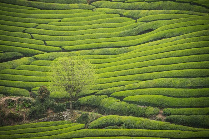 Full Day 7hr Private Van True Hidden Kyoto Matcha Farm Experience - Key Points