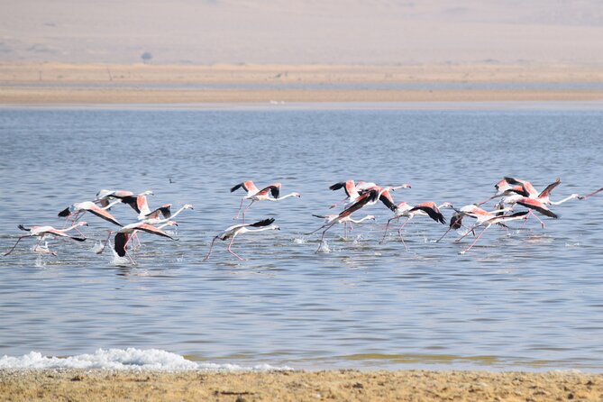 Full-Day Bird Watching Private Experience at Fayoum - Key Points