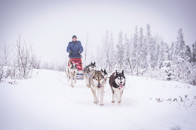 Full Day Drive Your Own Dog Team Dog Sledding Tour - Key Points