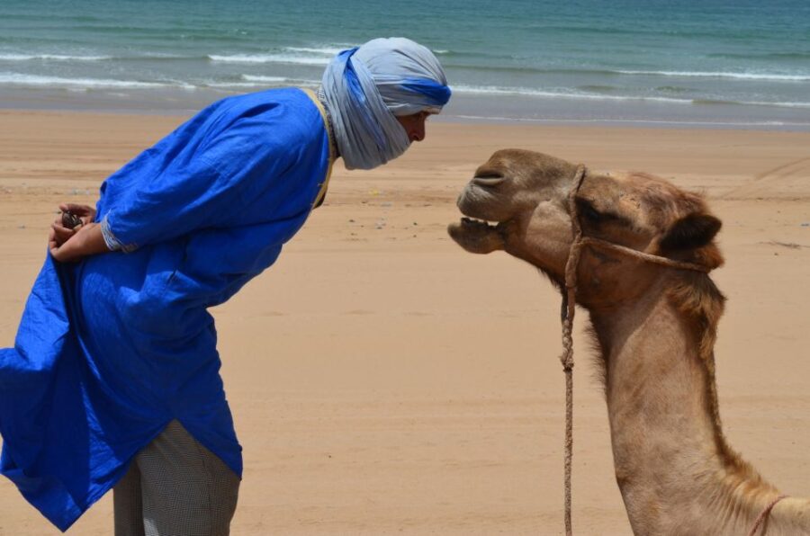 Full-Day Dromedary Ride in Essaouira
