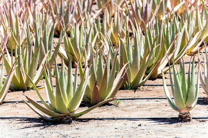Full Day Fuerteventura Villages Tour - Key Points