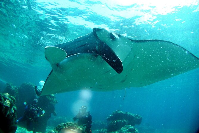 Full Day Guided Boat 2diving in Kerama Islands（License Required） - Good To Know
