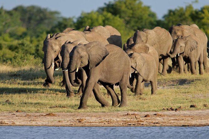 Full-Day Hwange National Park Tour From Victoria Falls - Key Points