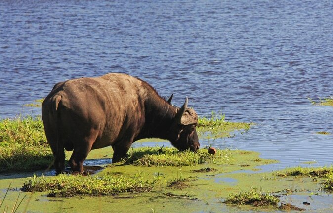 Full Day Isimangaliso Wetlands & Boat Cruise Tour From Durban - Key Points