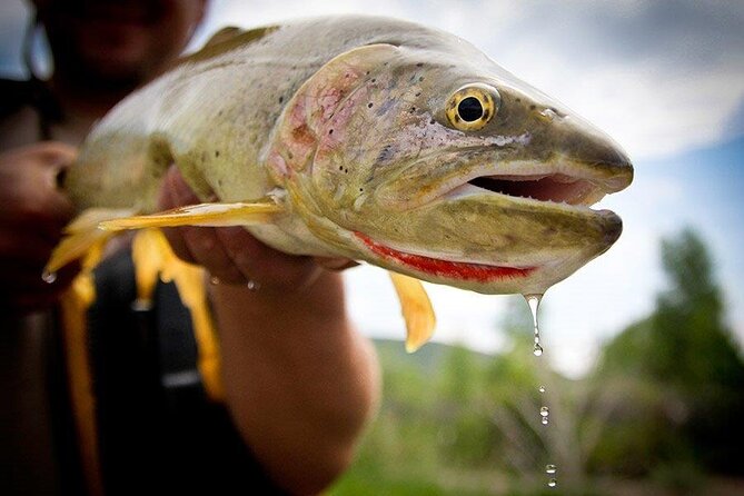 Full Day Montana Fly Fishing Adventure