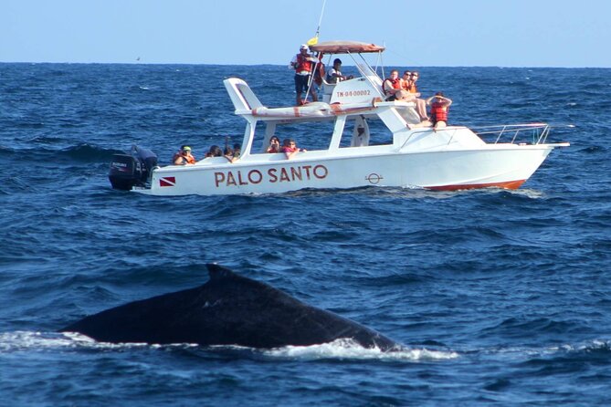 Full-Day Whale Watching Tour in Samana Bay From Cabeza De Toro - Itinerary and Schedule