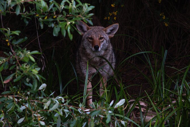 Golden Gate Park Twilight Wildlife Tour Review - Tour Overview