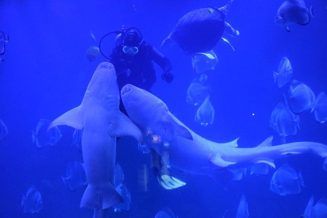Grand Aquarium Hurghada Amazing Tour With Transfer - Hughada - Key Points