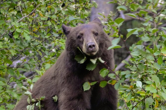 Grand Teton National Park Full Day Tour Review - Tour Overview