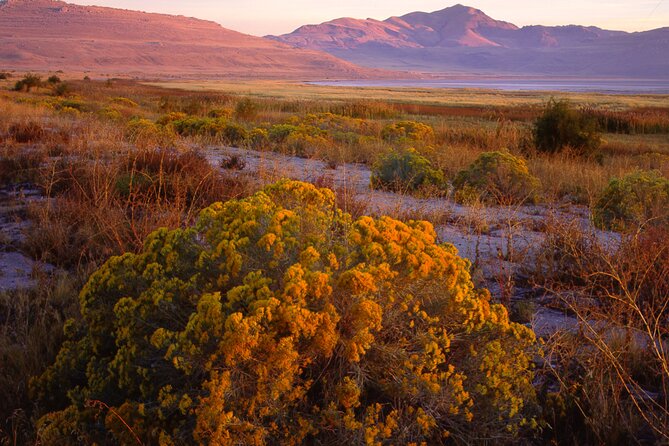 Great Salt Lake and Antelope Island Day Tour - Good To Know