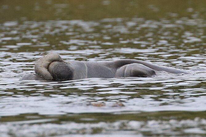 Guided Kayaking Manatee Tour Review - Good To Know