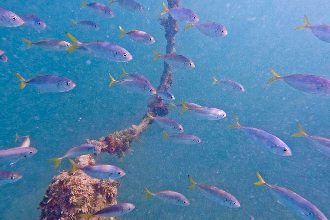 Guided Snorkel Experience, Free Videos in West Palm Beach - Good To Know
