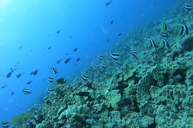 Guided Snorkel Tour for Beginners in Honolulu - Tour Overview and Details
