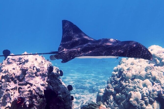Guided Snorkeling for Beginners With Flotation Wetsuit - Pricing and Booking Details