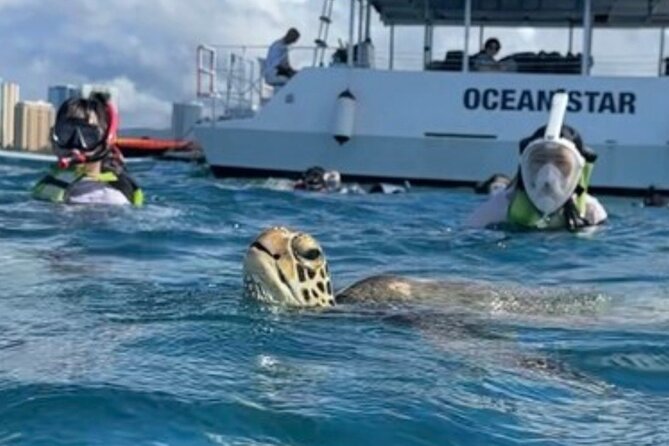 Guided Waikiki Turtle Snorkeling Review - Overview of the Tour