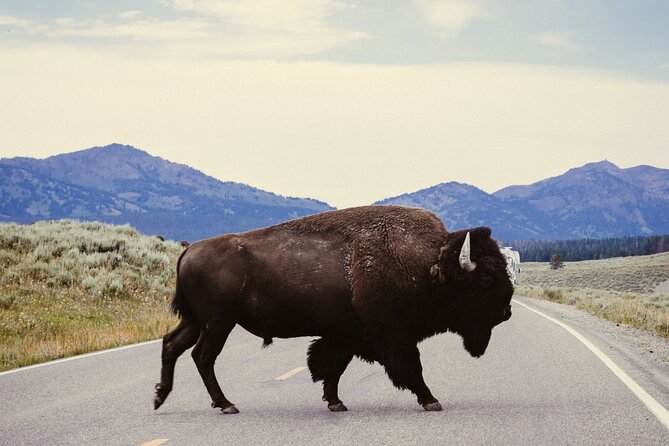 Guided Yellowstone Wildlife Tour Review - Good To Know