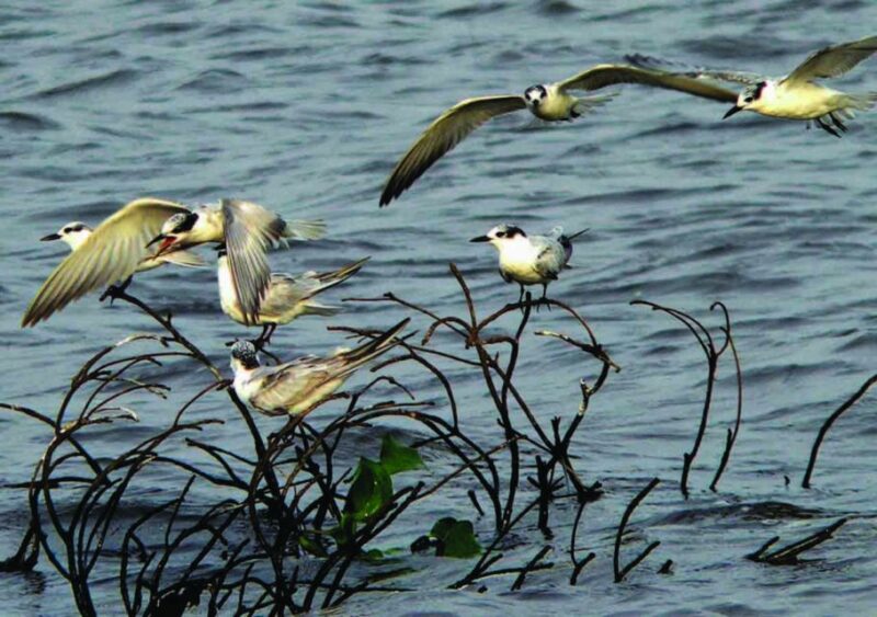 Habarana: Guided Birdwatching Tour - Tour Overview
