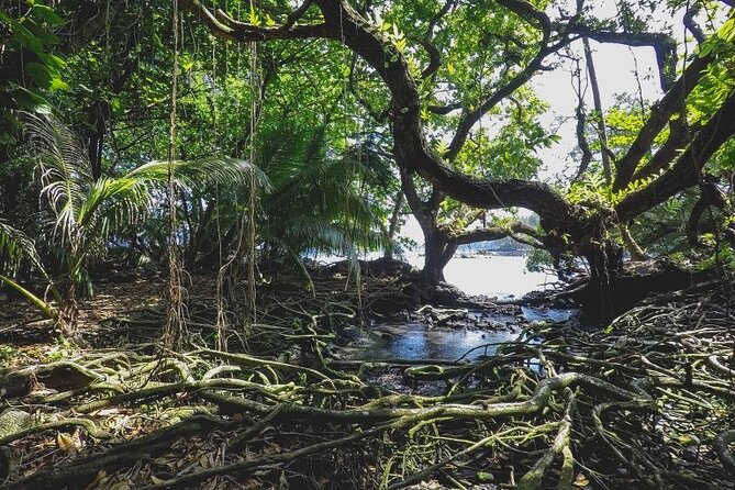 Hā'ena Activity Review: A Unique Hawaiian Experience - Overview of Hāena Activity