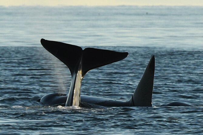 Half-Day Anacortes Whale and Wildlife Watching Guided Adventure - Good To Know