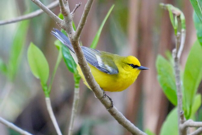 Half-Day Private Bird Tour of Fort De Soto Park in St. Petersburg - 2 Person Max - Overview of the Tour