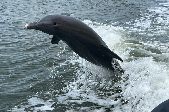 Half Day Private Shelling Dolphin EcoTour in 10 000 Island Marco - Good To Know