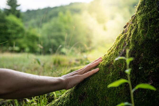 Helsinki Archipelago Forest Bathing Experience - Overview of Forest Bathing