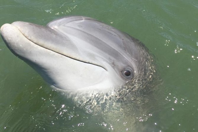 Hilton Head Dolphin Watching Cruise With Fireworks Display - Overview of the Hilton Head Dolphin Watching Cruise