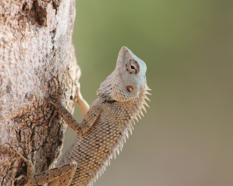 Hiriketiya: Udawalawe & YALA Safaris + Lunch, Drop Off: Ella - Tour Overview