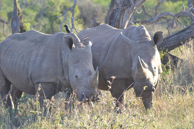 Hluhluwe Imfolozi Big 5 Safari Tour From Durban - Key Points