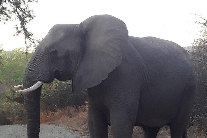 Hluhluwe Imfolozi Park Day Safari