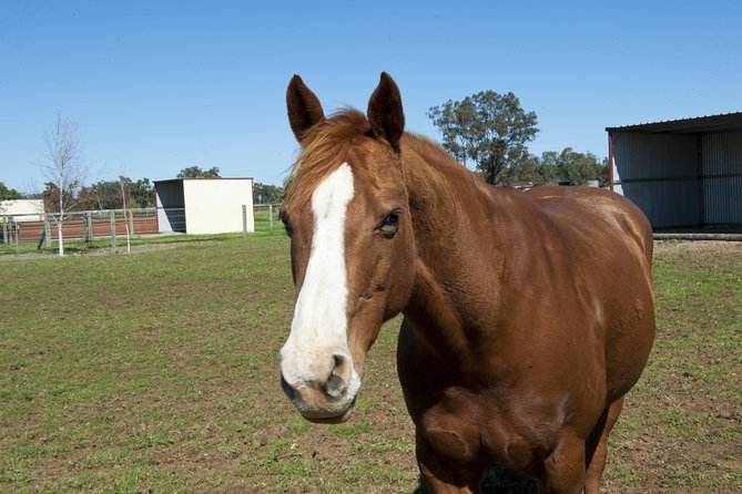Horse Walking Tour in Forest - Key Points