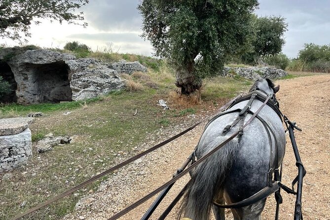 Horseback Riding Through the Apulian Countryside - Key Points