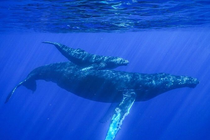 Humpback Whale Watching in Kailua-Kona Review - Overview of Humpback Whale Watching Experience