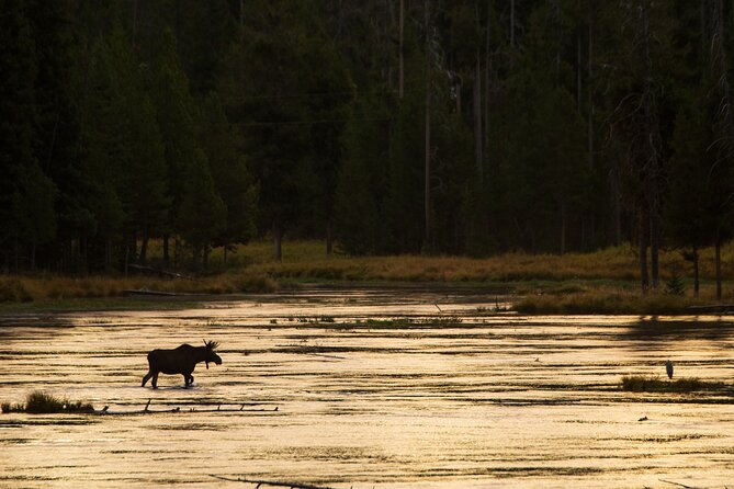 Island Park, Idaho Waterfalls and Wildlife Review - Good To Know