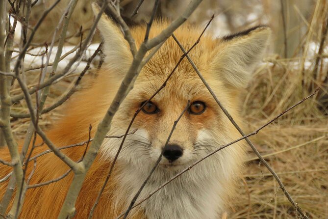 Jackson Hole & Grand Teton Park - Full-Day Wildlife Tour - Tour Overview