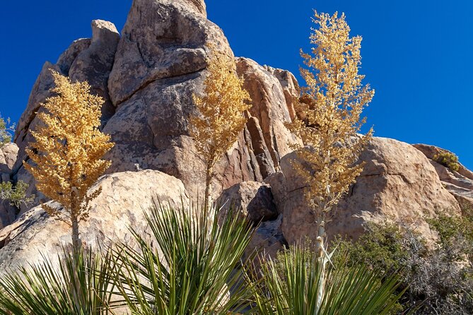 Joshua Trees Hidden Valley Self-Guided Walking Tour - Key Points