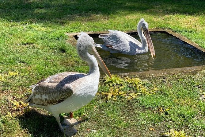 Karavasta Lagoon and Boat Trip - Daily Tour From Tirana - Key Points