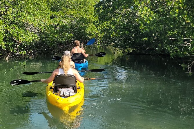 Kayak Through Mangrove Forests Review - Good To Know
