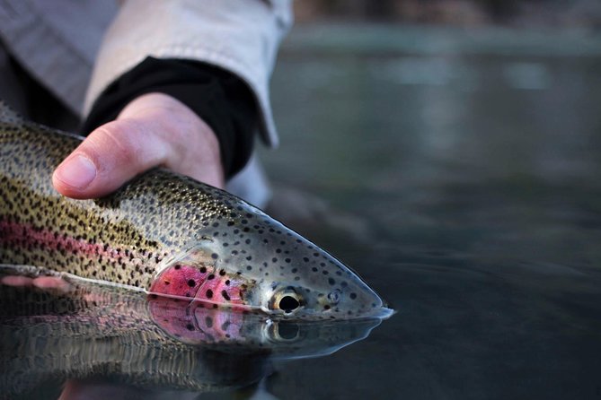 Kenai River Fishing Charter - Overview of Kenai River Fishing Charter