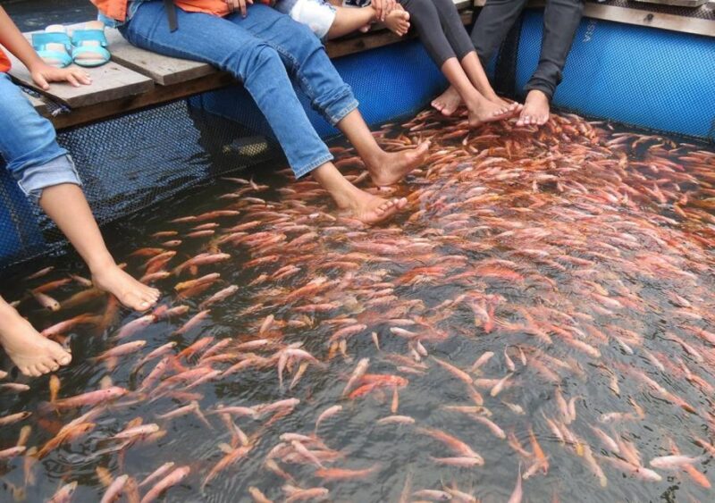 Kosgoda: Turtle Hatchery & Short South Coast Trip - Good To Know