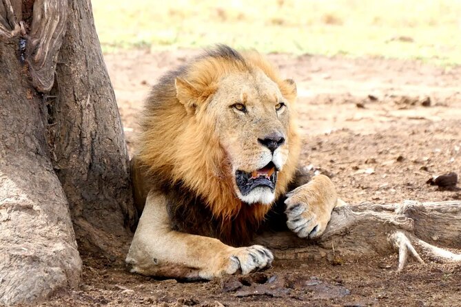Lake Nakuru NP Half-Day Safari - Key Points