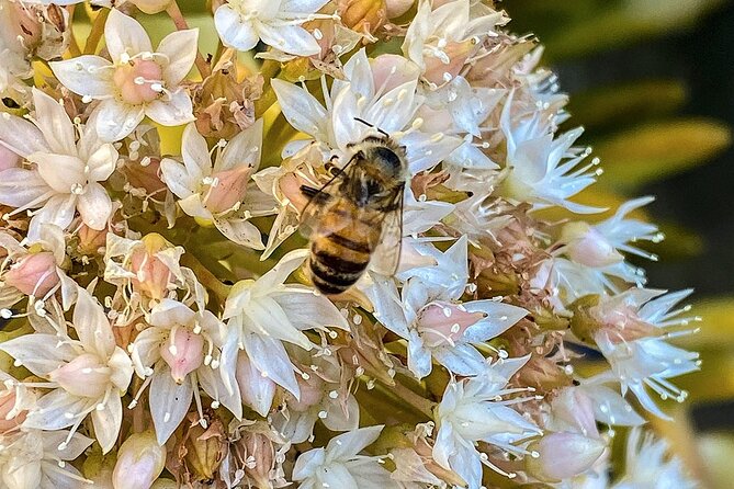 Local Honey-To-Table Tasting and Lunch Experience - Overview of the Honey-To-Table Experience