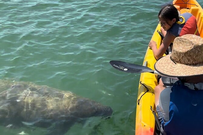 Manatee Discovery Anna Maria Island - Good To Know
