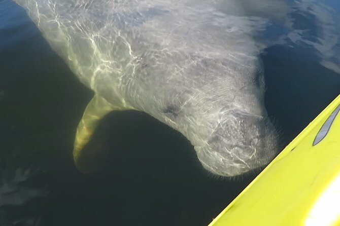Manatee Discovery Kayak Tour for Small Groups Near Orlando - Good To Know