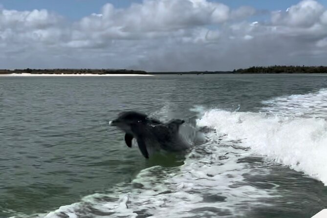 Manatee, Dolphin, and 10,000 Islands Eco Beach Tour by Boat - Boat and Activity Details