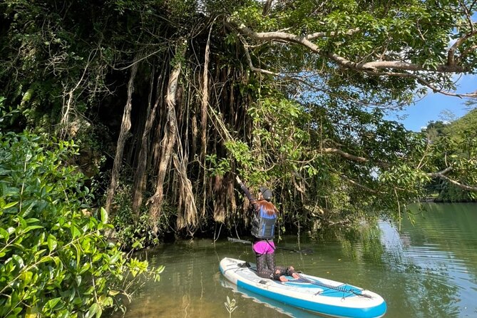 Mangrove SUP in Okinawa - Good To Know