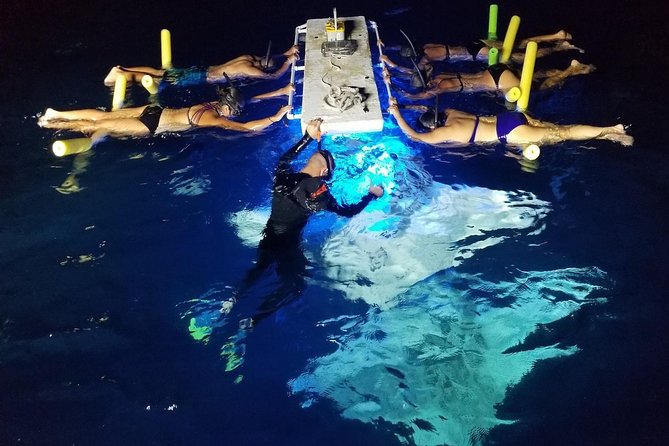 Manta Ray Night Snorkel - GUARANTEED Sightings - Kona, Hawaii - Good To Know