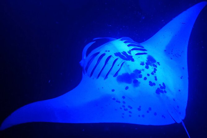 Manta Ray Night Snorkeling Adventure in Kailua-Kona - Good To Know