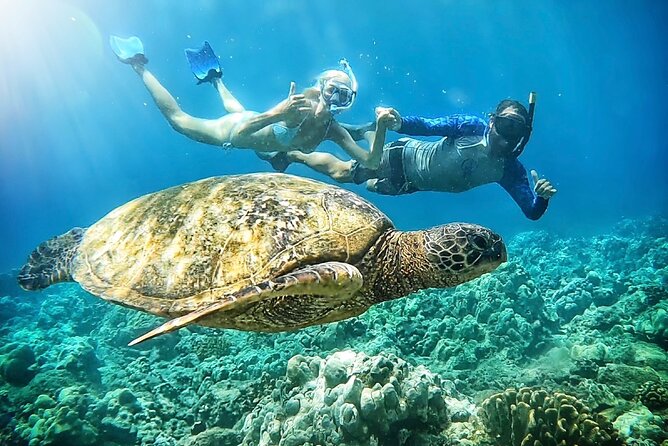 Marine Biologist Guided Snorkel Tour From Shore With Photos - Good To Know